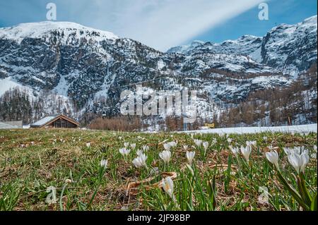 Eine Landschaft aus der Wiese von der "Weide" von "das Dorf Furi", einem kleinen Dörfchen in Zermatt, das für seine Skigebiete, Loipen, Restaurants und Hängebrücken bekannt ist. Der Stockfoto