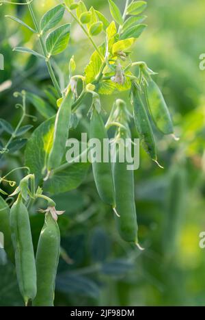 PEA-Pflanze im Gemüsegarten und Erbsenaphiden auf der Hülse Stockfoto