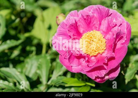 Farnblatt Pfingstrose Paeonia tenuifolia, leuchtend rosa Blume mit gelben Staubgefäßen aus nächster Nähe. Stockfoto