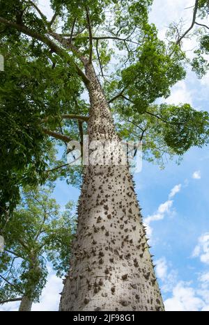 Spiked Stamm Seide Floss Baum (Chorisia speciosa oder Ceiba speciosa) . Spiky grüner Baum Stockfoto