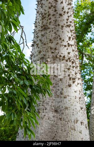Spiked Stamm Seide Floss Baum (Chorisia speciosa oder Ceiba speciosa) . Spiky grüner Baum Stockfoto