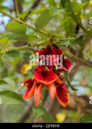 Blühende schöne leuchtend rote Blüten des Erythhrina crista-galli-Baumes im Park Stockfoto