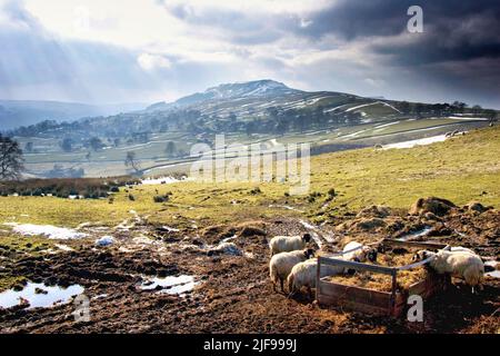 Schafe werden im Winter auf einem schlammigen Feld gefüttert. Stockfoto