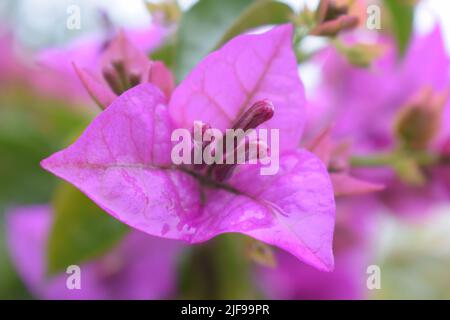 Eine Nahaufnahme einer nassen kleinen Bougainvillea oder Papierblume (Bougainvillea glabra) und deren Staubgefäßen Stockfoto