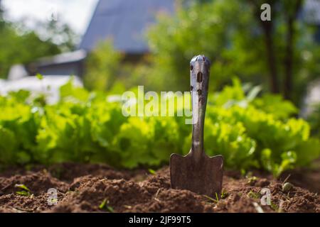 Nahaufnahme einer Gartenschaufel, die in den Boden eingeklemmt ist. Gartenkonzept. Landwirtschaftliche Pflanzen wachsen in Bettreihen Stockfoto