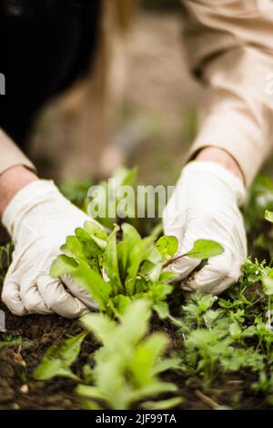 Die Hand einer Frau entfernt Unkraut. Unkrautbekämpfung und Schädlingsbekämpfung im Garten. Nahaufnahme von Kulturflächen. Landwirtschaftliche Pflanze wächst im Garten Stockfoto