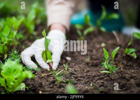 Die Hand einer Frau entfernt Unkraut. Unkrautbekämpfung und Schädlingsbekämpfung im Garten. Nahaufnahme von Kulturflächen. Landwirtschaftliche Pflanze wächst im Garten Stockfoto