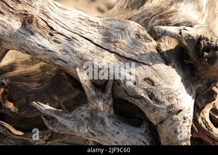 Driftwood Hintergrund mit Highlights und Schatten. Stockfoto