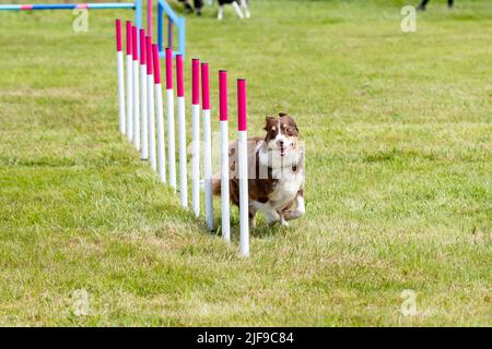 Hundeweberei während des Agility-Wettbewerbs Stockfoto