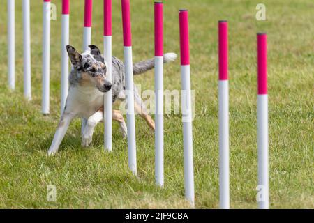 Hundeweberei während des Agility-Wettbewerbs Stockfoto