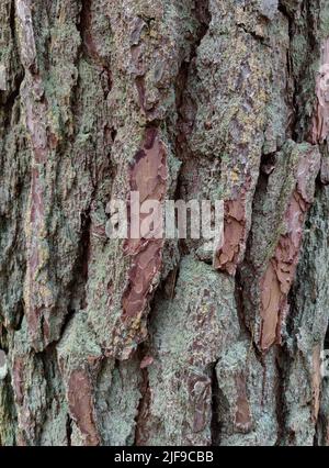 Textur der Baumrinde mit Moos bedeckt. Nahaufnahme der Rindenoberfläche des Baumes. Stockfoto