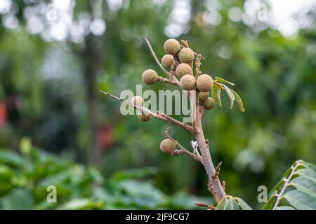 Selektiv fokussierte Longan-Früchte, die auf einem Zweig in Nahaufnahme mit Kopierfläche wachsen Stockfoto