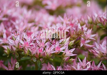 Arbeiterbiene auf rosa (Sedum spectabile) Blumenbusch mit weichem Fokus Hintergrund Stockfoto