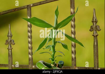 Lucky Bamboo, Ribbon Dracaena, Curly Bamboo, Chinese Aquatic Bamboo, Pflanze aus nächster Nähe auf einem dekorativen Metallzaun Hintergrund, Hintergrund für Projekt Stockfoto