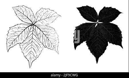 Handgezeichnete Weinreben Trauben Blatt Blätter Illustration, schwarz weiß elegante Hochzeit Ornament, Linie Kunst Minimalismus Tatoo Stil Design Sommer Frühling Natur Zweig Laub Blüte Stockfoto