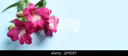 Schöner Strauß von Alstroemeria Blumen auf hellblauem Hintergrund mit Platz für Text Stockfoto