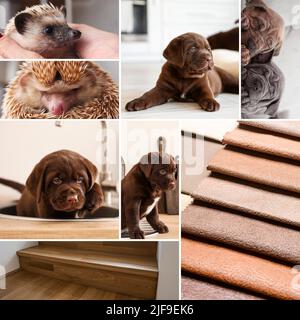 Collage von Fotos in braunen Farben mit niedlichen Tieren Stockfoto