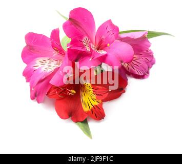 Schöne Alstroemeria Blumen isoliert auf weißem Hintergrund Stockfoto