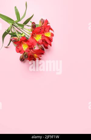 Strauß roter Alstroemeria-Blüten auf rosa Hintergrund Stockfoto