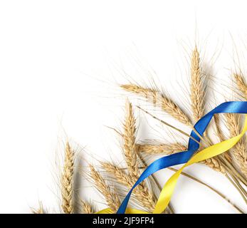 Weizenspikelets und Bänder in den Farben der ukrainischen Flagge auf weißem Hintergrund Stockfoto