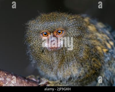 Weißer Bauchensäurehalg Pygmy marmoset Cebuella pygmaea einer der kleinsten Primaten der Welt Stockfoto