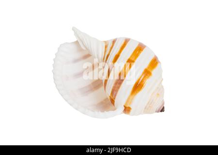 Meeresmuschel isoliert auf weißem Hintergrund. Nahaufnahme der Muschel von oben. Stockfoto