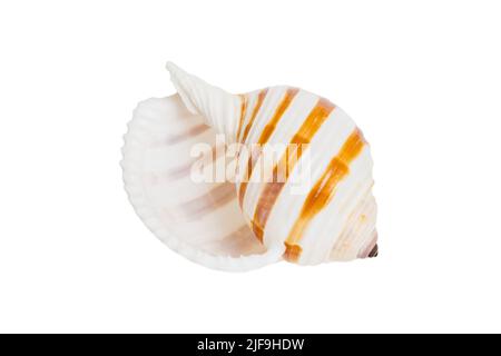 Meeresmuschel isoliert auf weißem Hintergrund. Nahaufnahme der Muschel von oben. Stockfoto