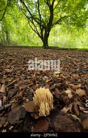 Aufrechter Korallenpilz: Ramaria stricta. Surrey, Großbritannien Stockfoto