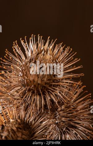 Größere Klette: Arctium lappa. Surrey, Großbritannien Stockfoto