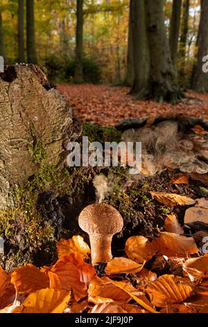 Puffball: Lycoperdon perlatum. Sporen im Buchenwald ablassen. Surrey, Großbritannien. Digitales Composite. Stockfoto