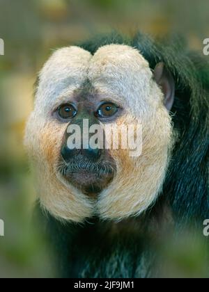 White-faced saki Pithecia pithecia Captive portrait Stockfoto