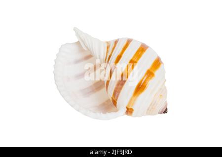 Meeresmuschel isoliert auf weißem Hintergrund. Nahaufnahme der Muschel von oben. Stockfoto