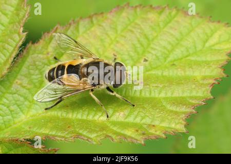 Detaillierte Nahaufnahme der europäischen Drohnenfliege, Eristalis arbustorum auf einem grünen Blatt Stockfoto