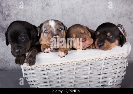 Vier Louisiana Catahoula Leopard Dogs Welpen auf grauem Hintergrund Stockfoto