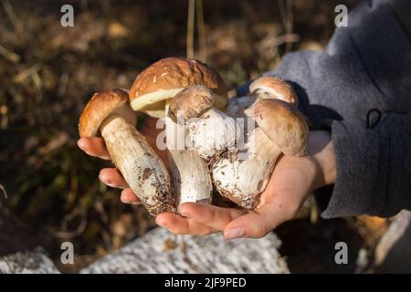 Steinpilze, die im Wald in den Händen einer Person gesammelt wurden. Ein interessanter Spaziergang im Wald und eine erfolgreiche Pilzernte. Hobby zum kol Stockfoto