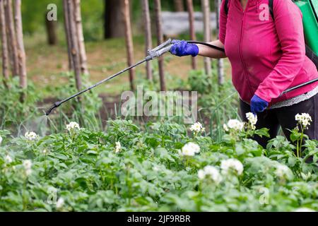 Eine Frau sprüht Fungizide auf der Kartoffelplantage gegen Pilze und Käfer. Landleben. Horizontal, Copyspace Stockfoto