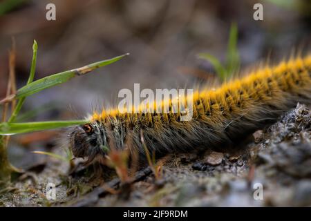 caterpillar macrothylatia rubi auf einem Waldweg. Makrofotografie, Details. Tierwelt. Gelbe Raupe Stockfoto