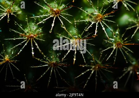 Makrobild von Kaktusstacheln mit Tröpfchen. Stockfoto