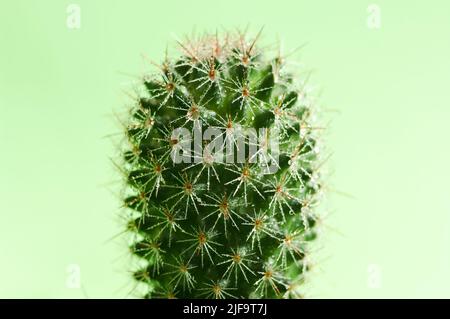 Nasser Kaktus auf grünem Hintergrund. Nahaufnahme eines Kaktus mit Wassertropfen auf Stacheln. Stockfoto