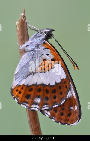 White Admiral Butterfly, Großbritannien, Ryton Woods, West Midlands Stockfoto