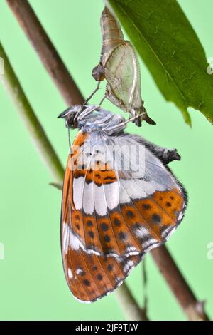 White Admiral Butterfly, Großbritannien, Ryton Woods, West Midlands Stockfoto