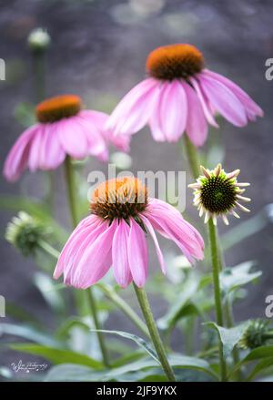 Östlicher Purpurkäfer, Echinacea purrea, blüht im Frühling, Sommer oder Herbst in Lancaster, Pennsylvania Stockfoto