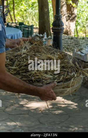 Nahaufnahme der Arme eines Mannes, der einen Holzkorb mit Ähren aus Weizen hält Stockfoto