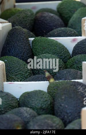 Holzkisten mit Bio-Avocados aus nachhaltiger Produktion Stockfoto