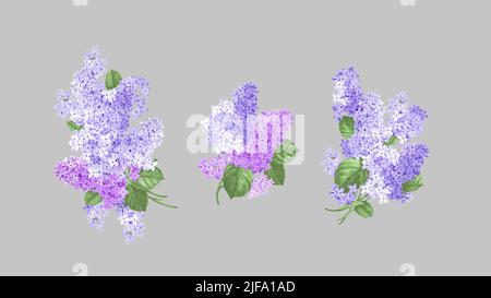 Isolierte Zweige von Fliederblüten auf grauem Hintergrund. Set aus Aquarell, Frühlingsblumen, Flieder. Stockfoto