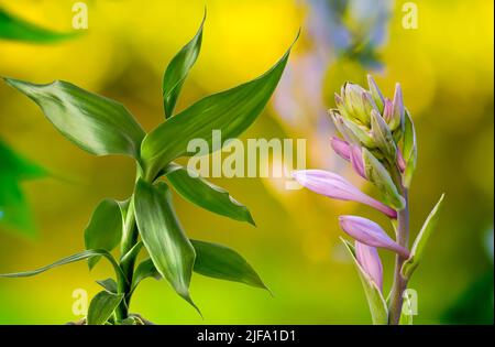 Lucky Bamboo und Funkia Hosta Nahaufnahme auf unscharfem Hintergrund, goldene Stunde, Bokeh, Hintergrund für Projekte Stockfoto