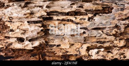 Abstrakter Hintergrund eines alten verwitterten faulen Baumstamms, Tapete oder Hintergrund aus verwestem Holz, Nahaufnahme Stockfoto