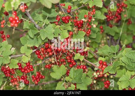 Johannisbeeren (Ribes Rubrum) Stockfoto