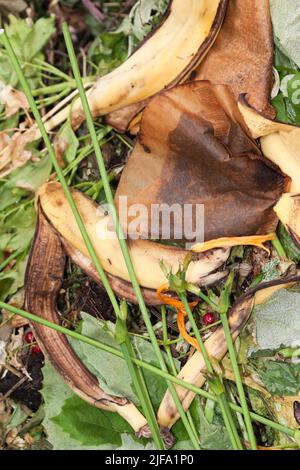 Komposthaufen im Garten, Deutschland Stockfoto