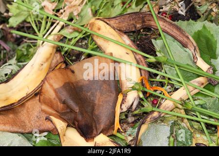 Komposthaufen im Garten, Deutschland Stockfoto